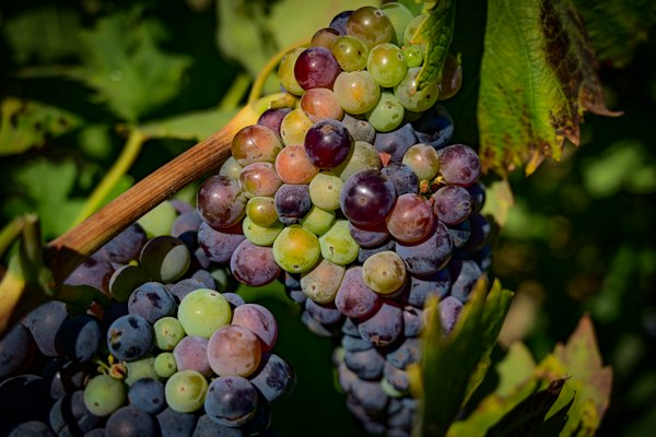 Purple grapes on brown stem — Napa Valley, United States