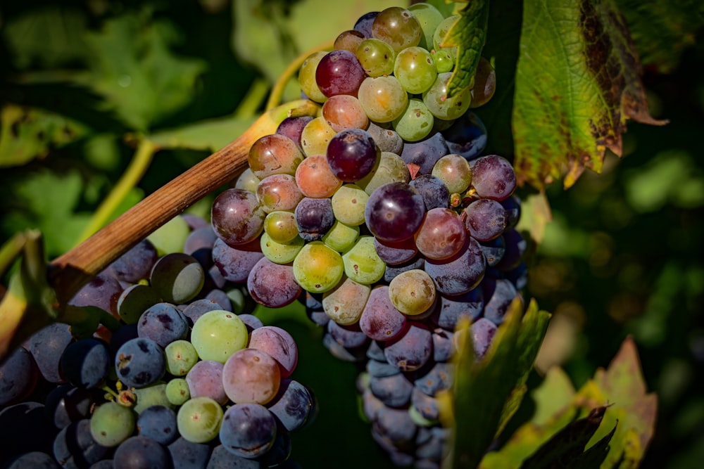 purple grapes on brown stem