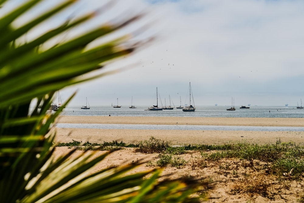 Weiße Boote auf See tagsüber