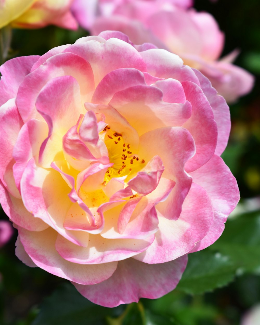 Rosa rosada en flor durante el día