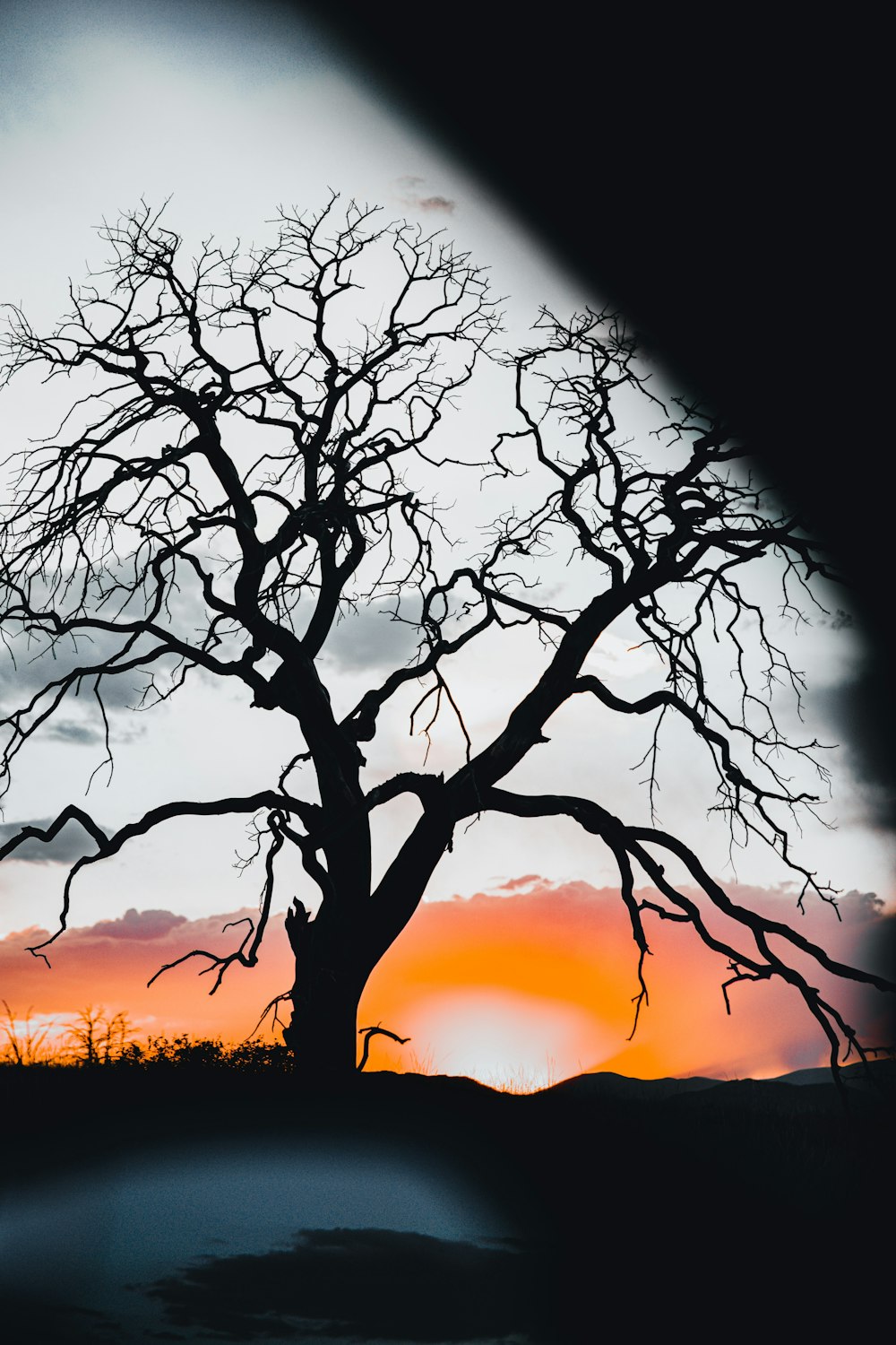 leafless tree during golden hour