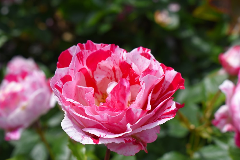pink and white rose in bloom during daytime