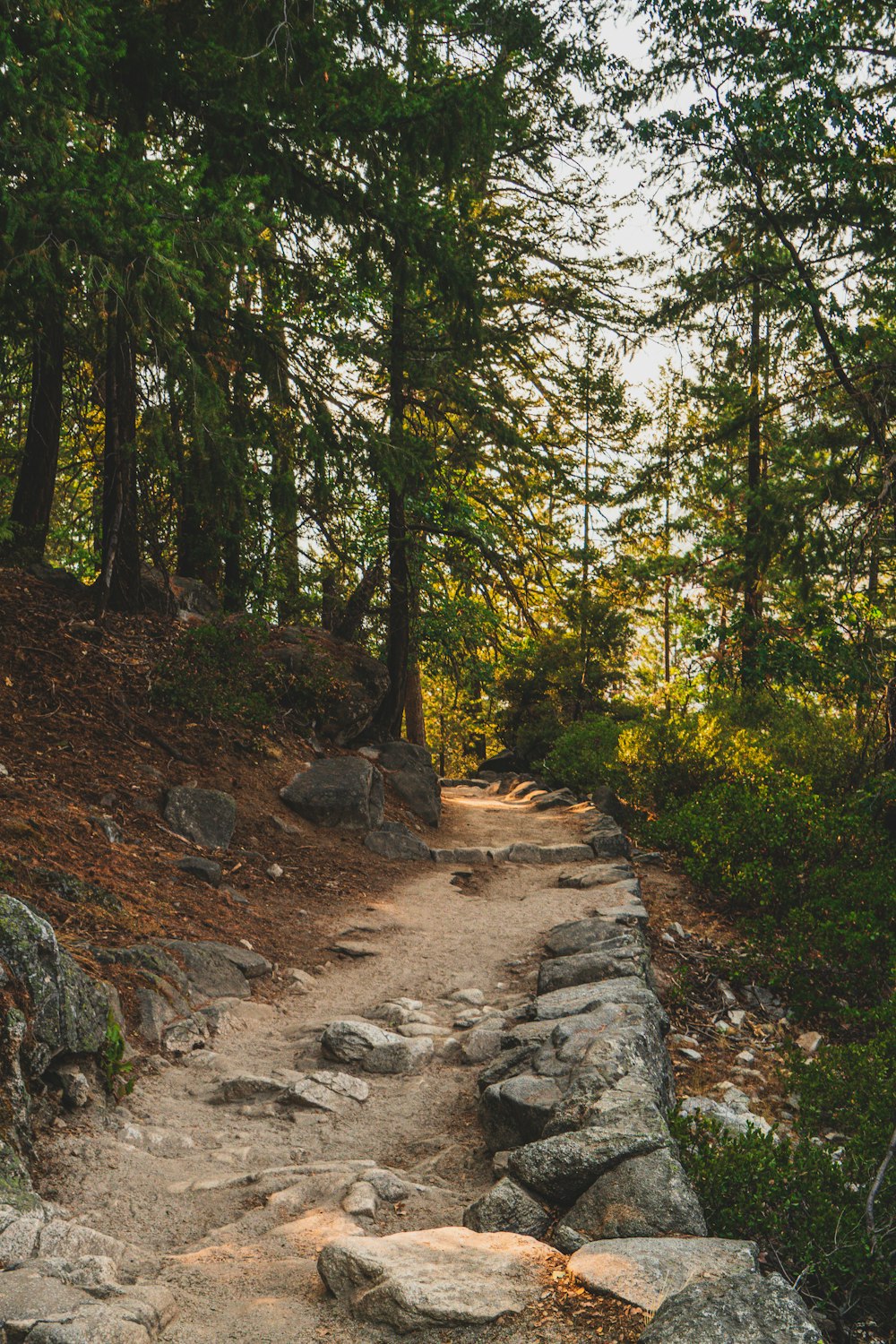 green trees on rocky ground during daytime