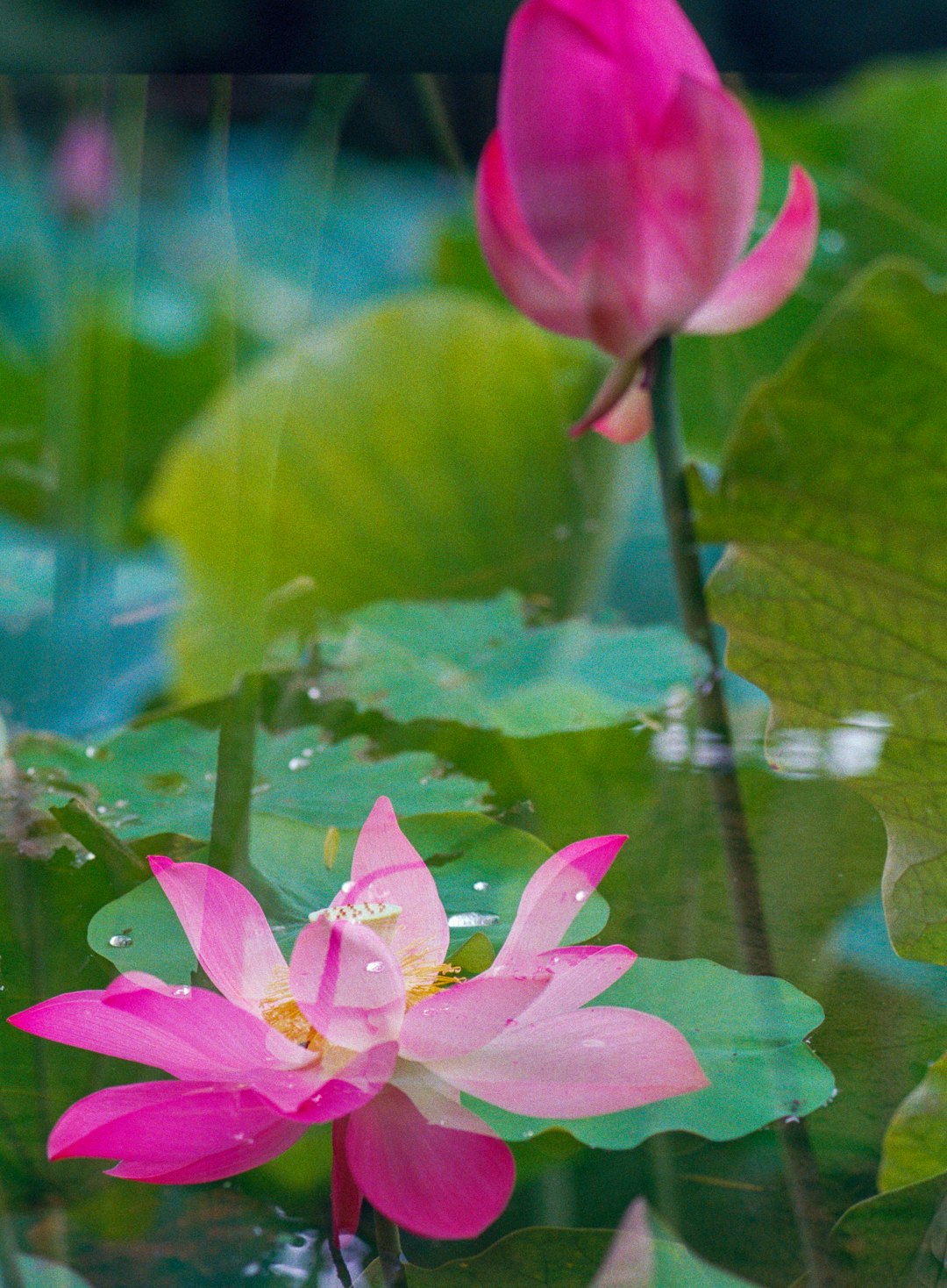 pink lotus flower in bloom during daytime