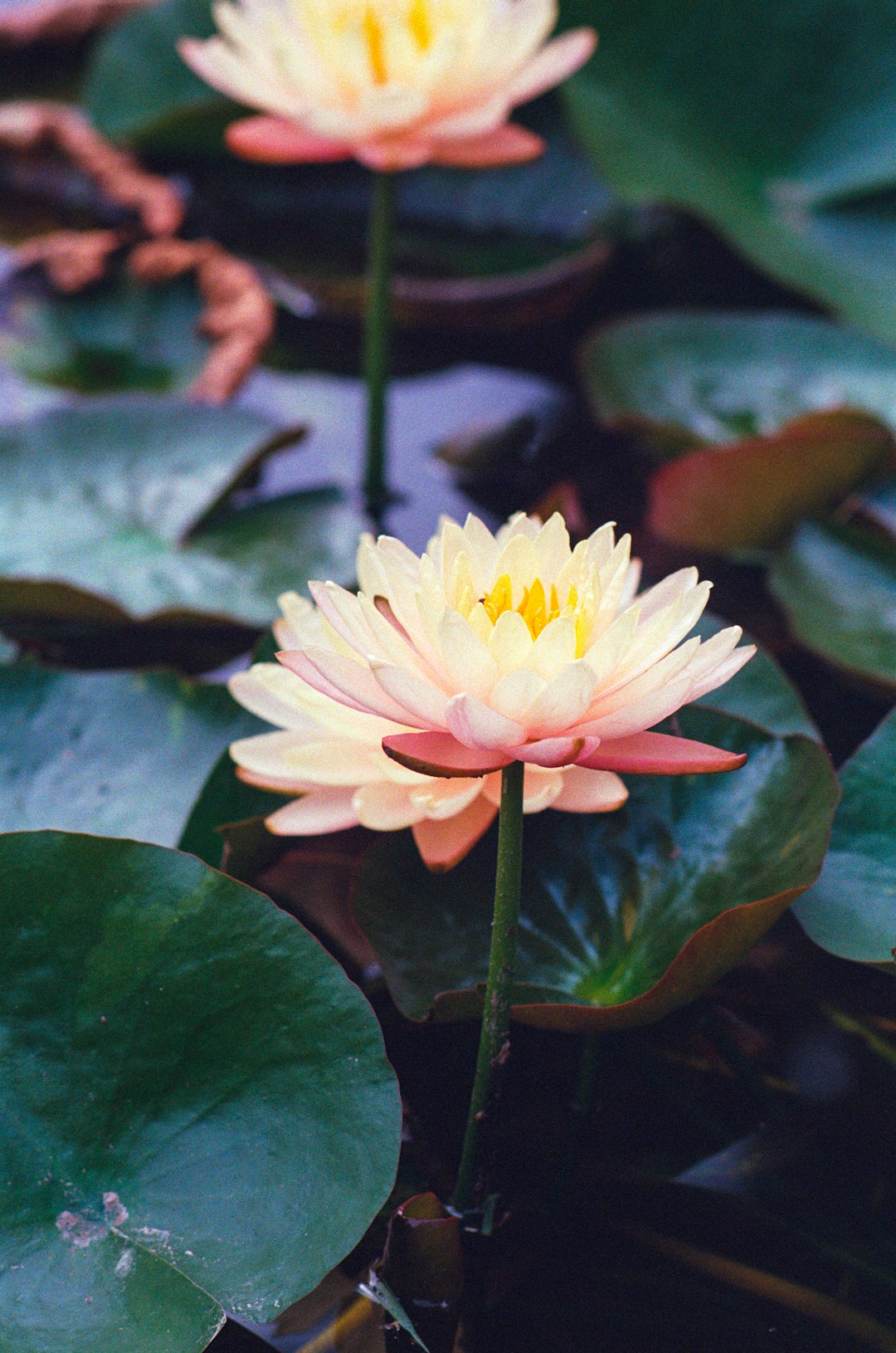 yellow flower in tilt shift lens