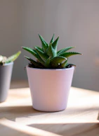 green plant in white pot