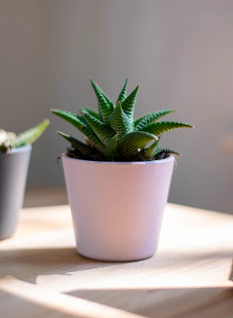 green plant in white pot