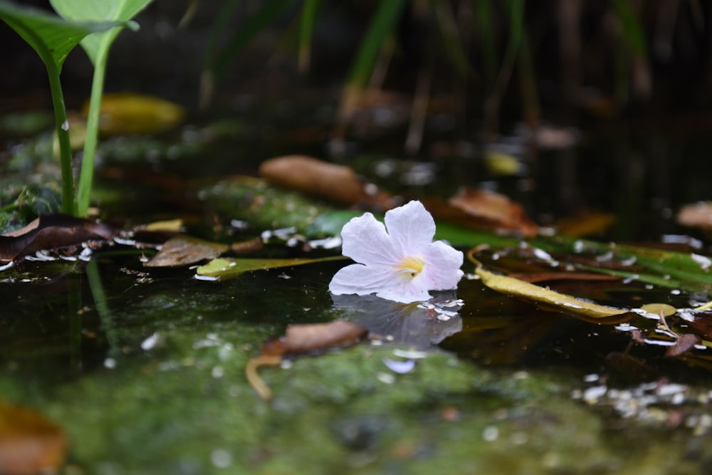 white flower on green water