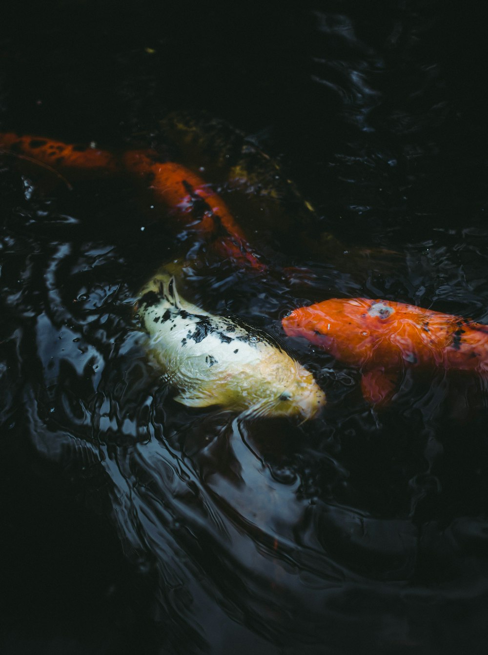 orange and white koi fishes on water