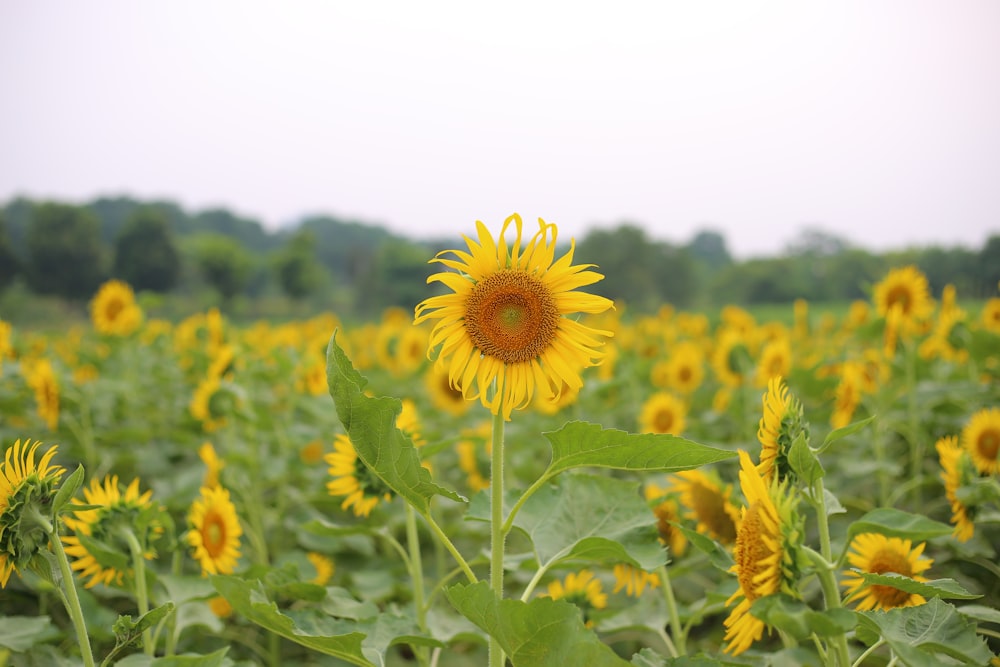 sunflower field under white sky during daytime