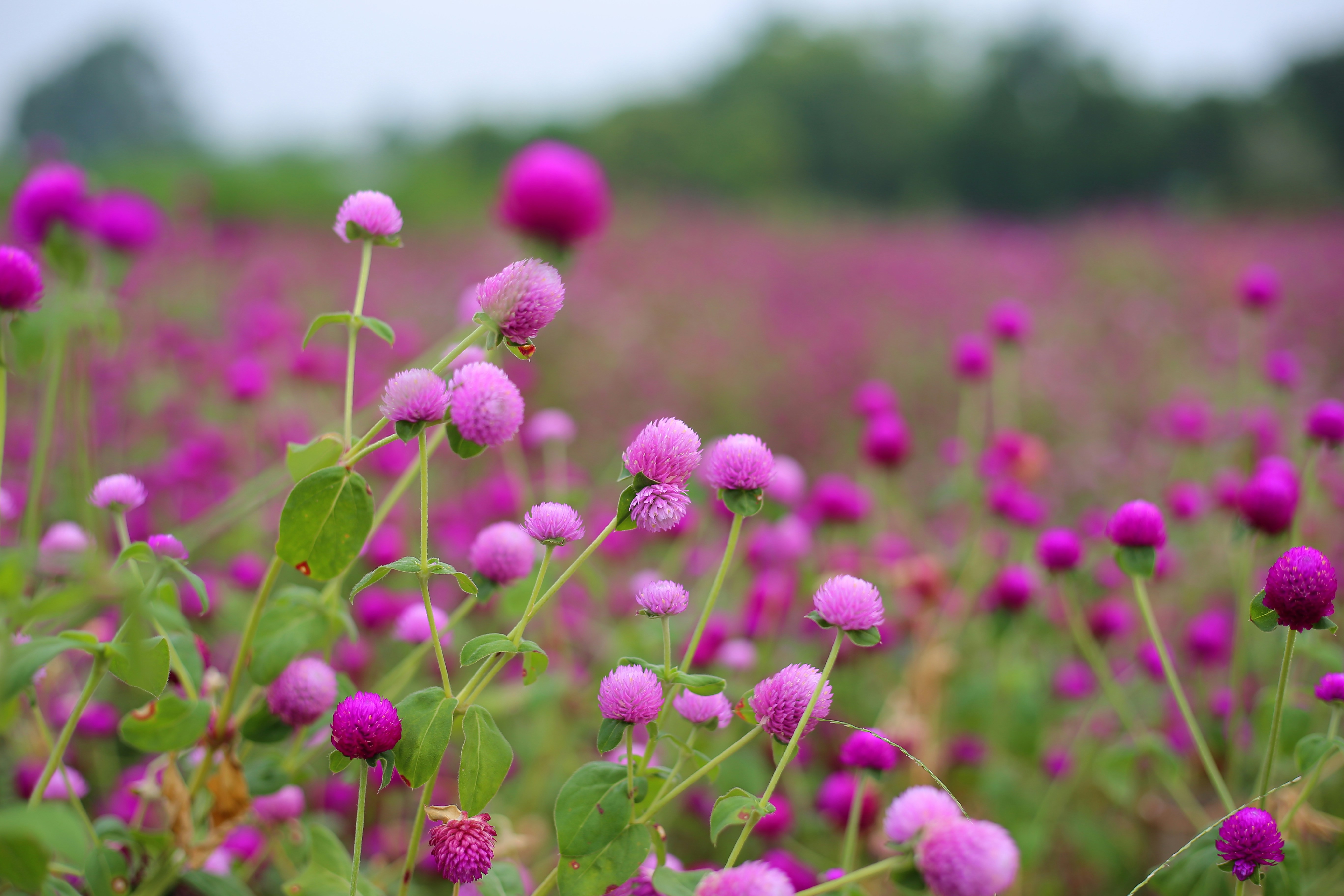 pink flower buds in tilt shift lens
