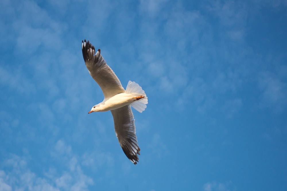 weißer Vogel, der tagsüber unter blauem Himmel fliegt