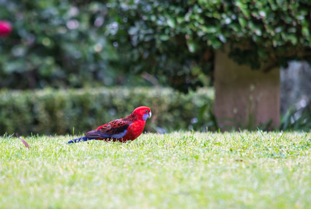 red and blue bird on green grass during daytime