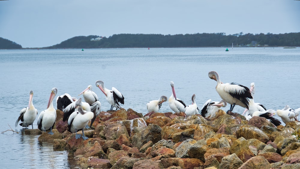 flock of pelicans on brown rock near body of water during daytime