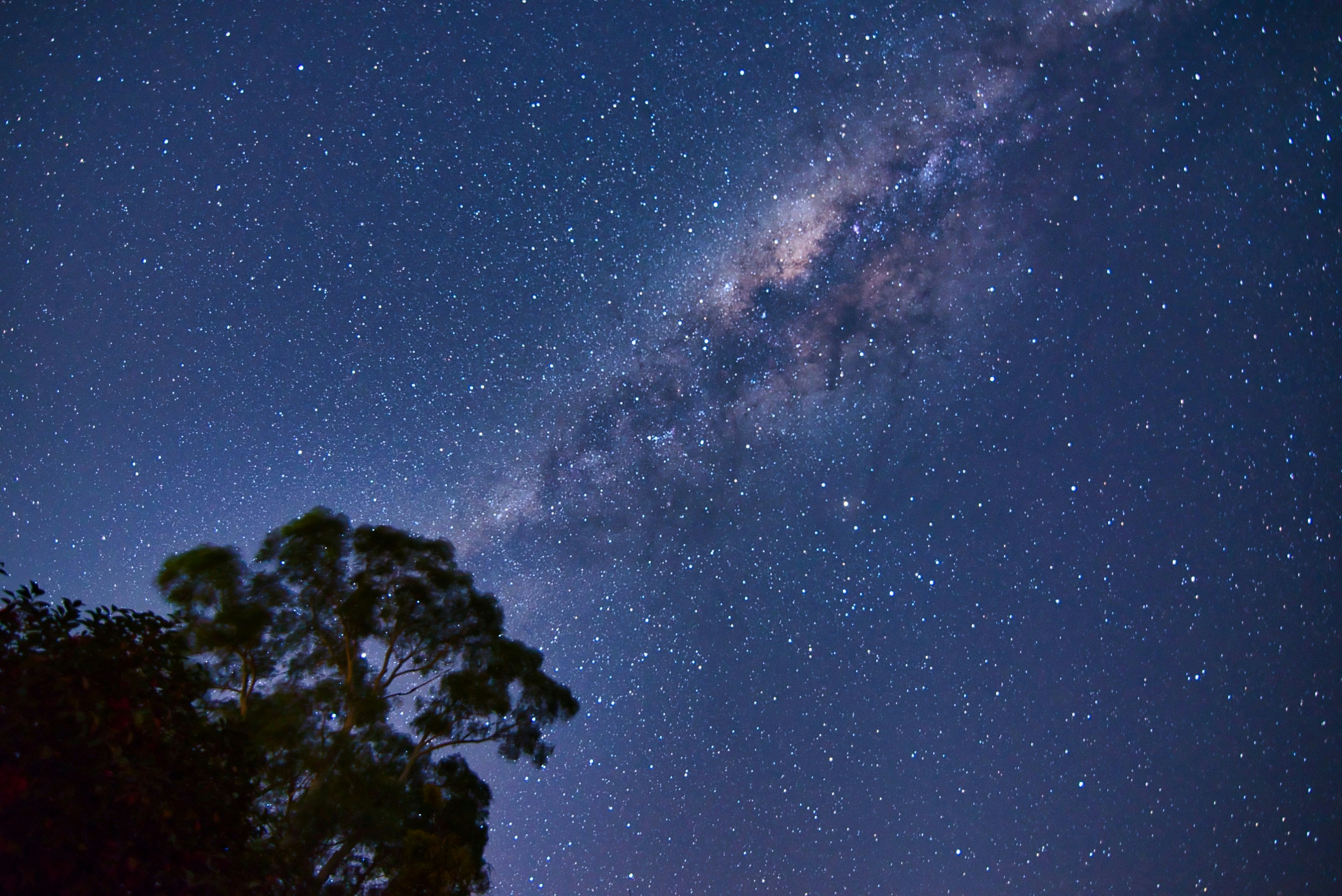 green tree under blue sky during night time