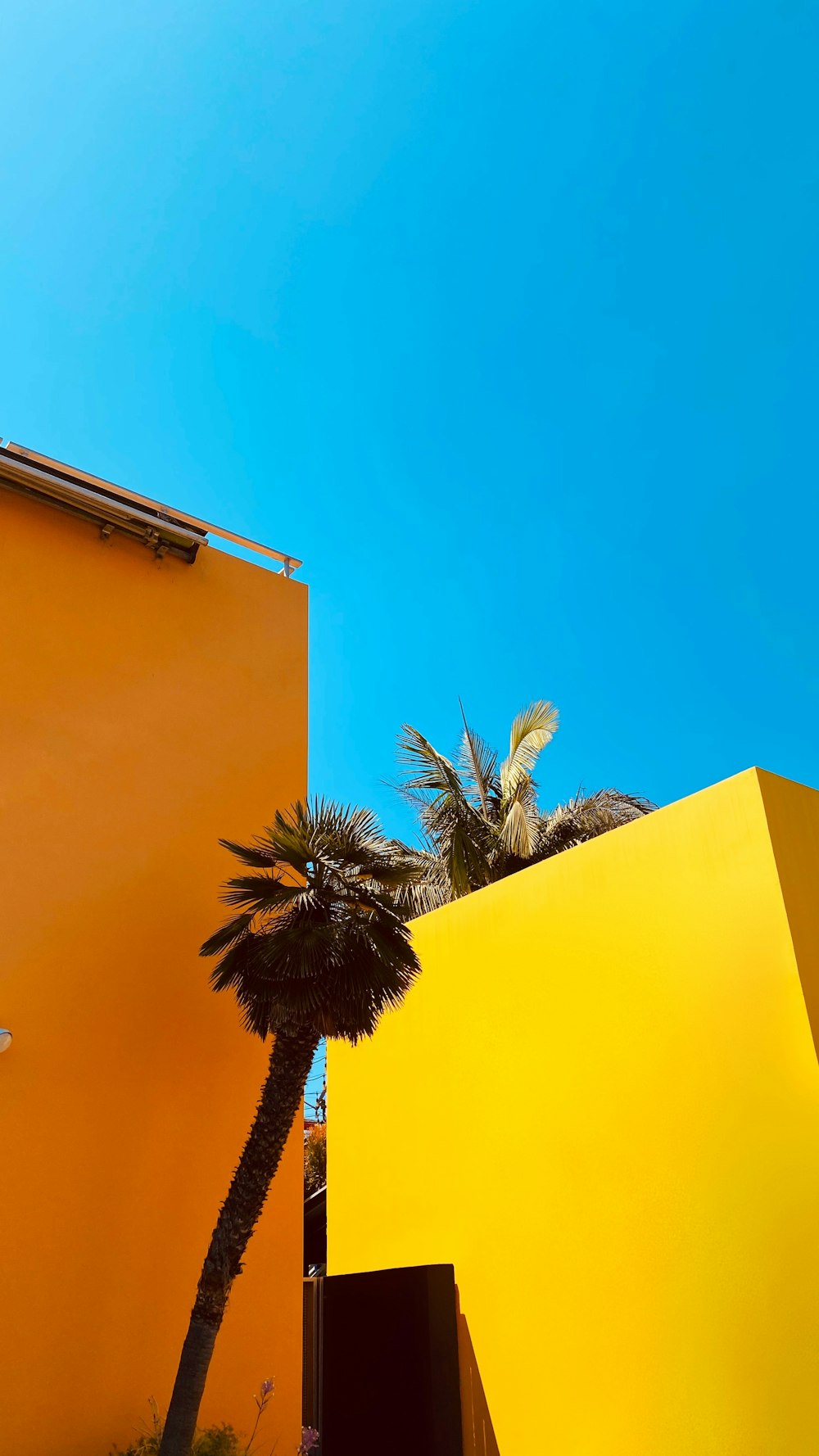brown palm tree beside yellow concrete building