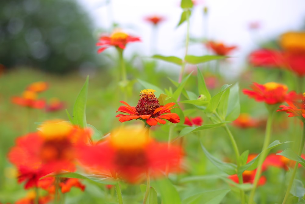 red and yellow flower in tilt shift lens