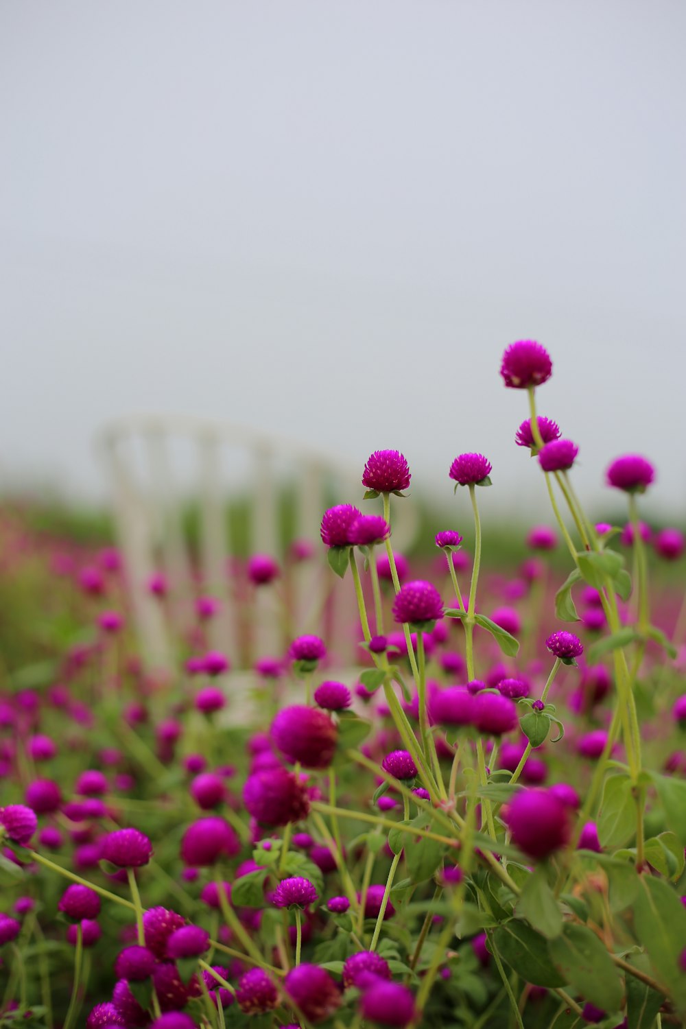 red and white flower buds