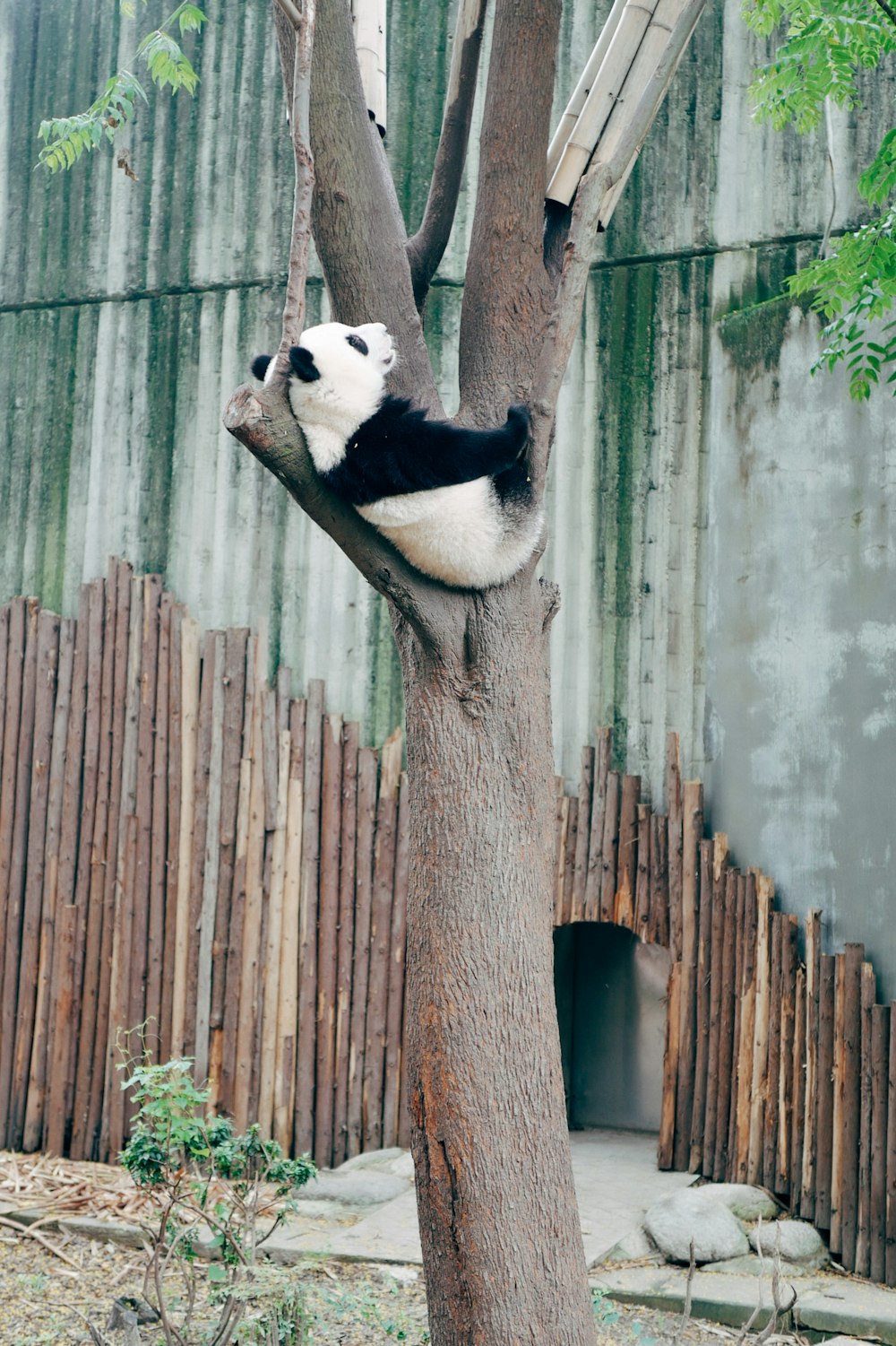 Oso panda en el tronco de un árbol