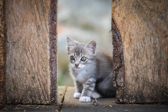 grey and white kitten on brown wooden fence
