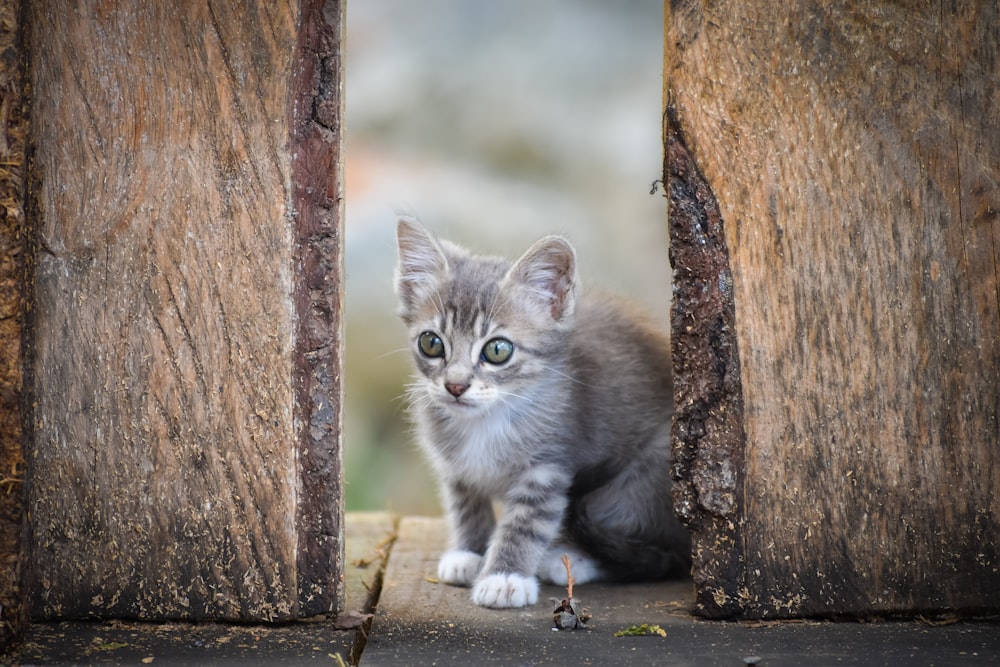grey and white kitten on brown wooden fence