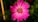pink flower in macro shot