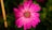 pink flower in macro shot
