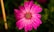 pink flower in macro shot