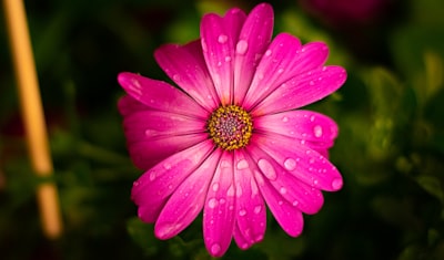 pink flower in macro shot magenta teams background