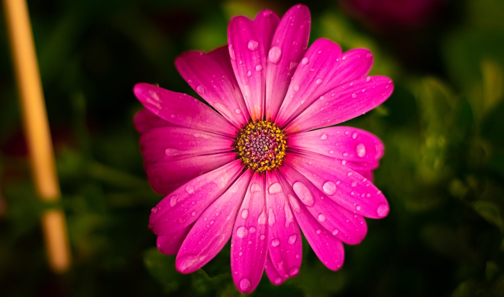 pink flower in macro shot