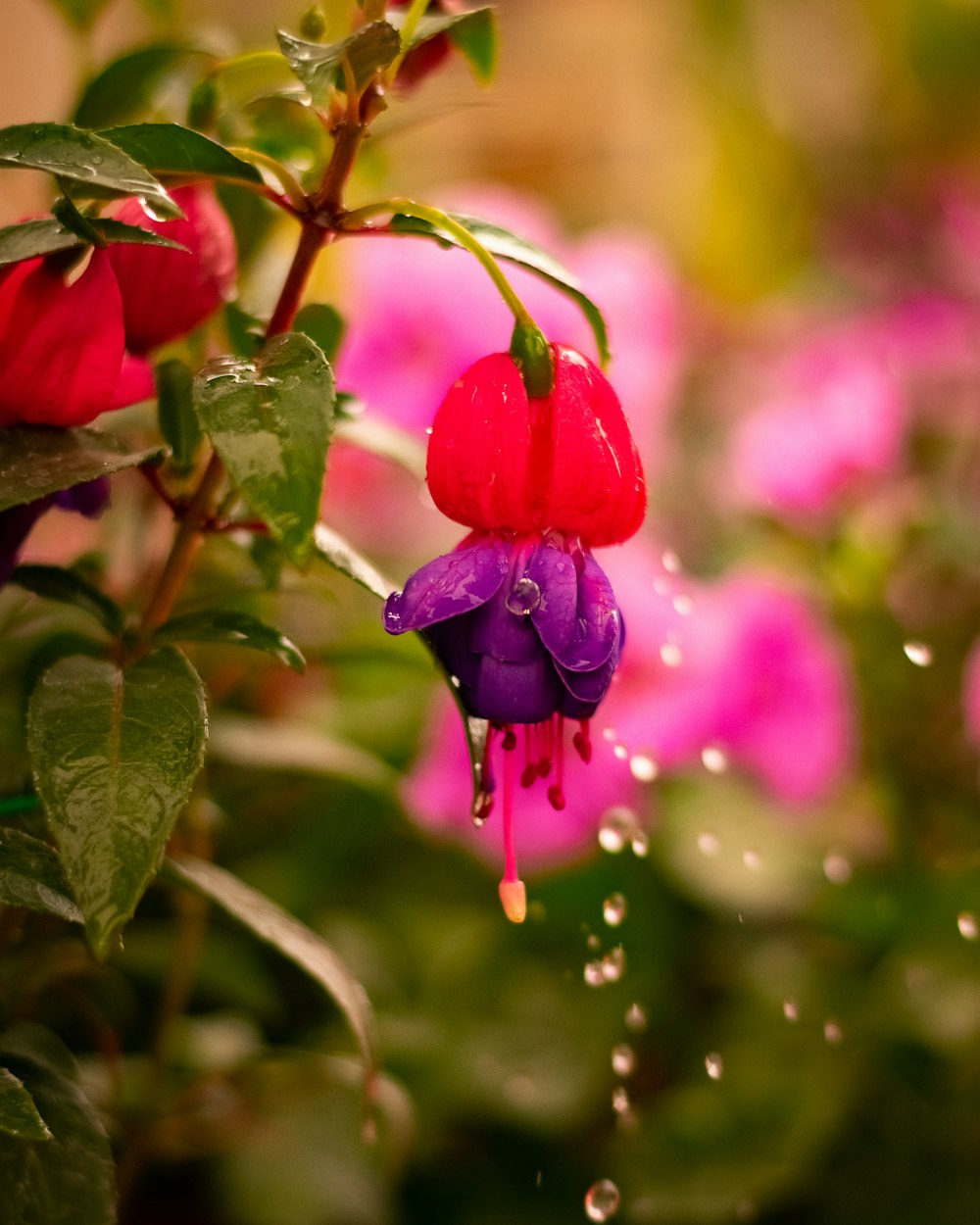 fleur rouge avec des gouttelettes d’eau