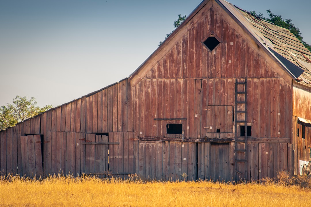 brown wooden barn house on yellow flower field under blue sky during daytime