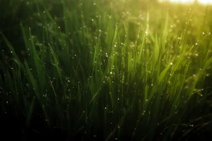 Sunlight sparkling on dew-covered grass in a quiet garden