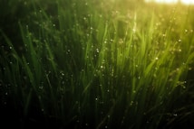 Dew-covered blades of grass are illuminated by warm sunlight, creating a serene and fresh morning ambiance. Tiny droplets sparkle, reflecting the light and adding to the tranquil atmosphere of a lush, green landscape.