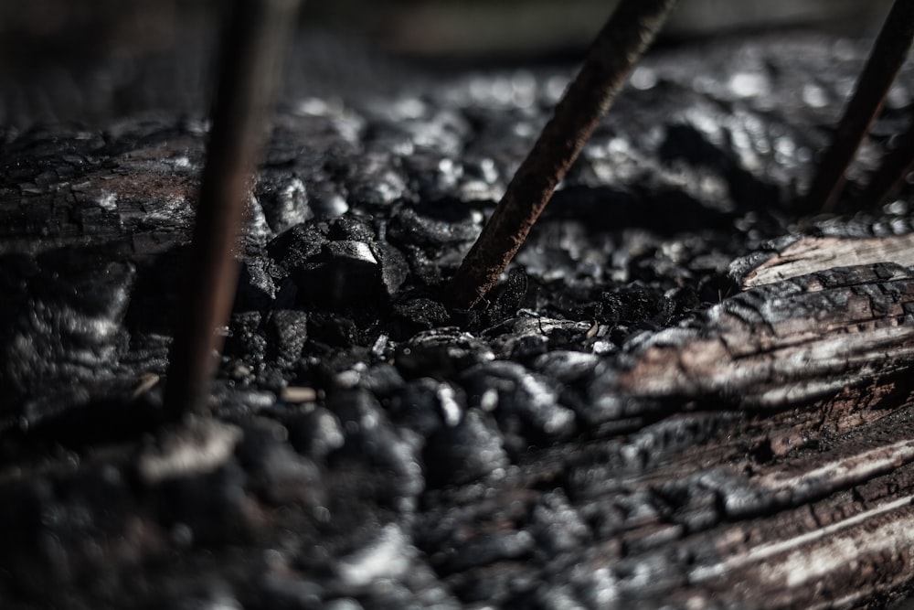 brown wooden stick on black and gray soil