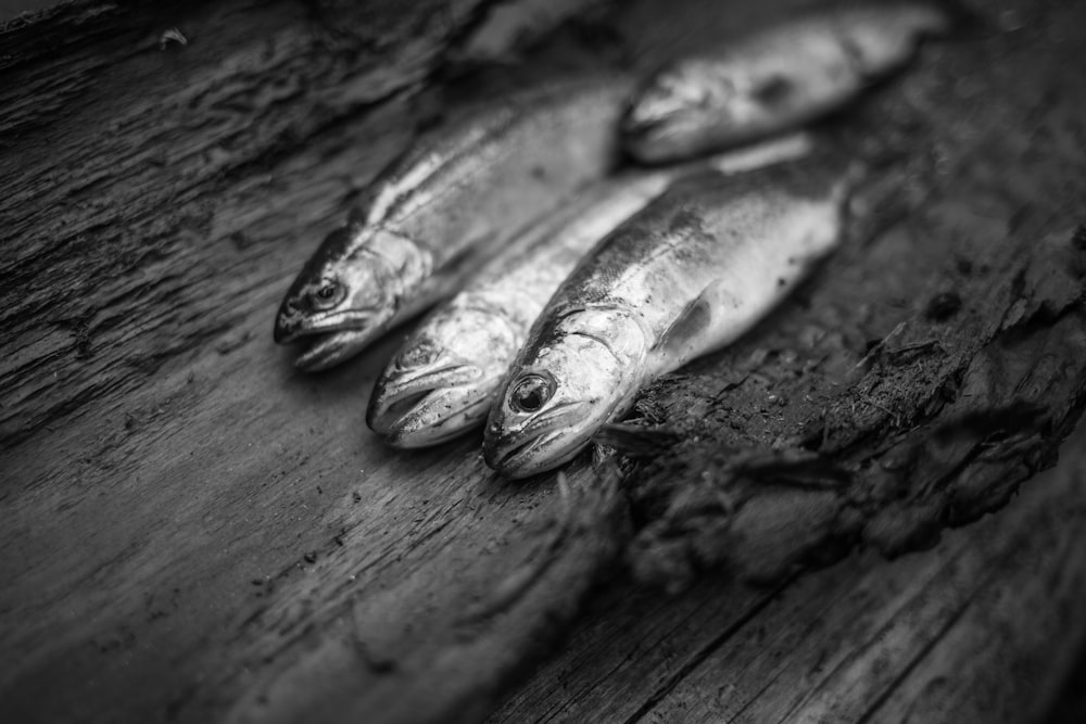 grayscale photography of fish on wooden surface