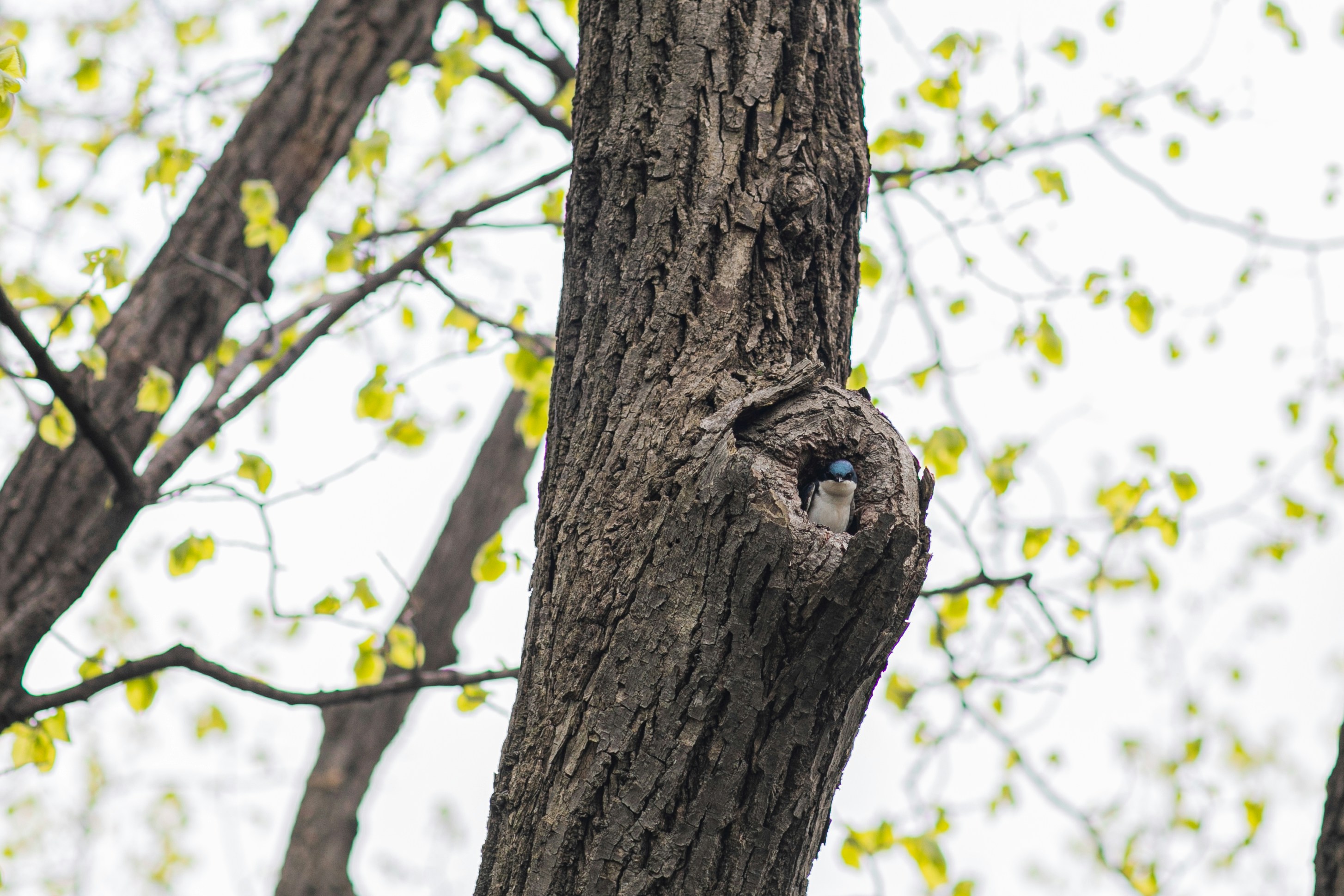oiseau brun sur tronc d’arbre brun pendant la journée