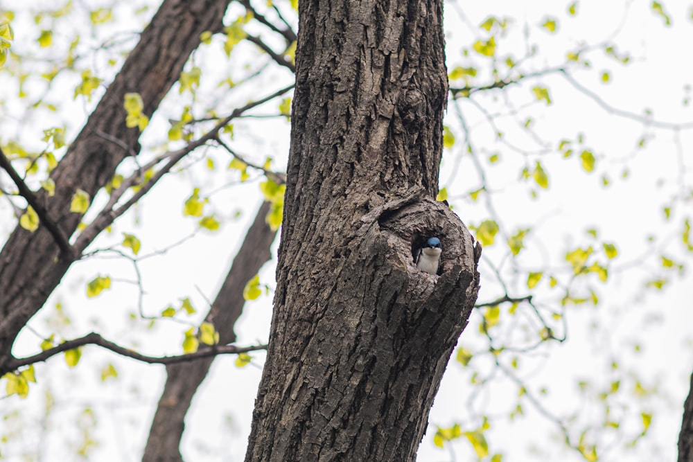 pájaro marrón en el tronco de un árbol marrón durante el día