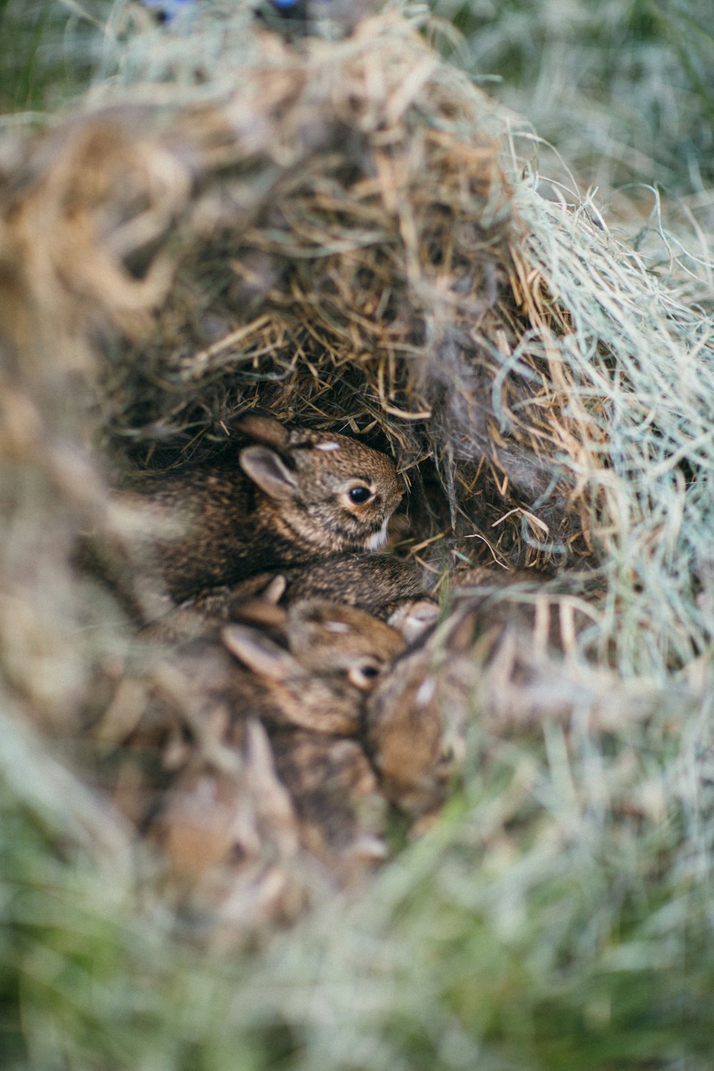 brown squirrel on brown nest