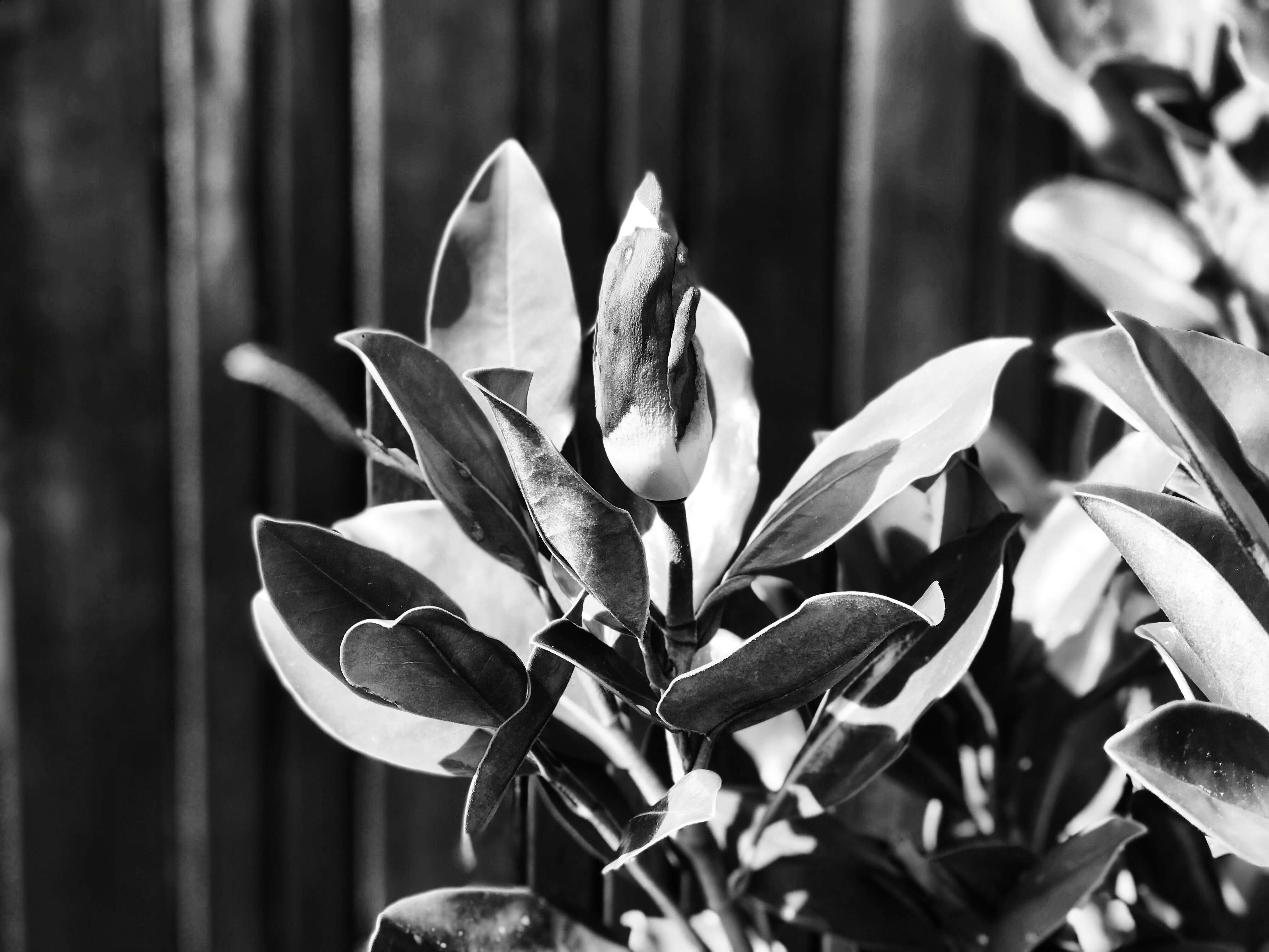 Midnight Garden Print