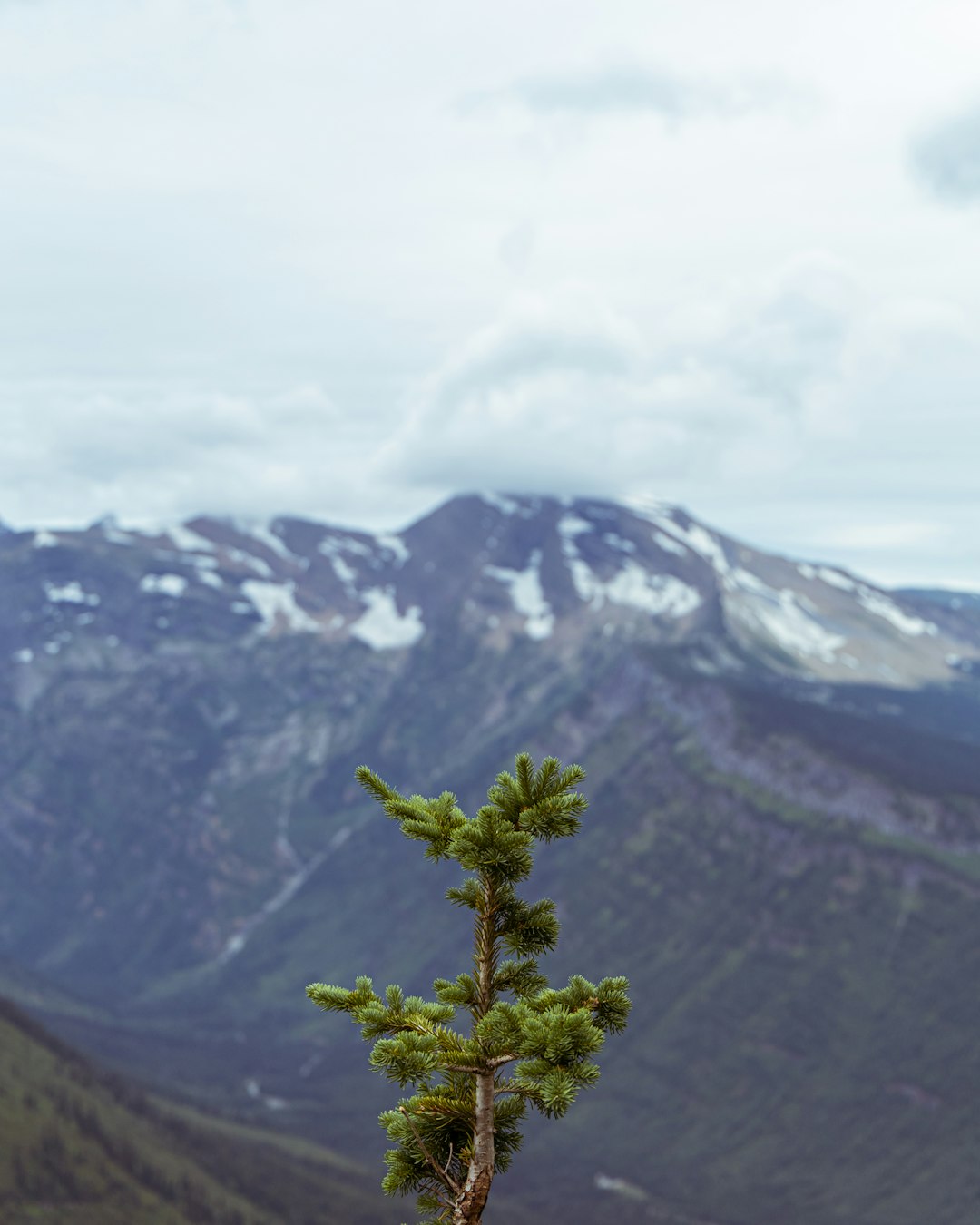 green tree on top of mountain during daytime