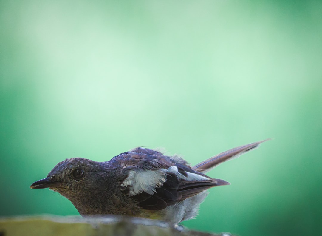 travelers stories about Wildlife in Gandhinagar, India