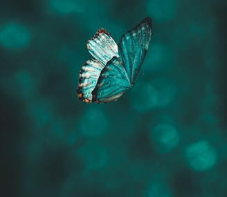 blue and black butterfly in close up photography