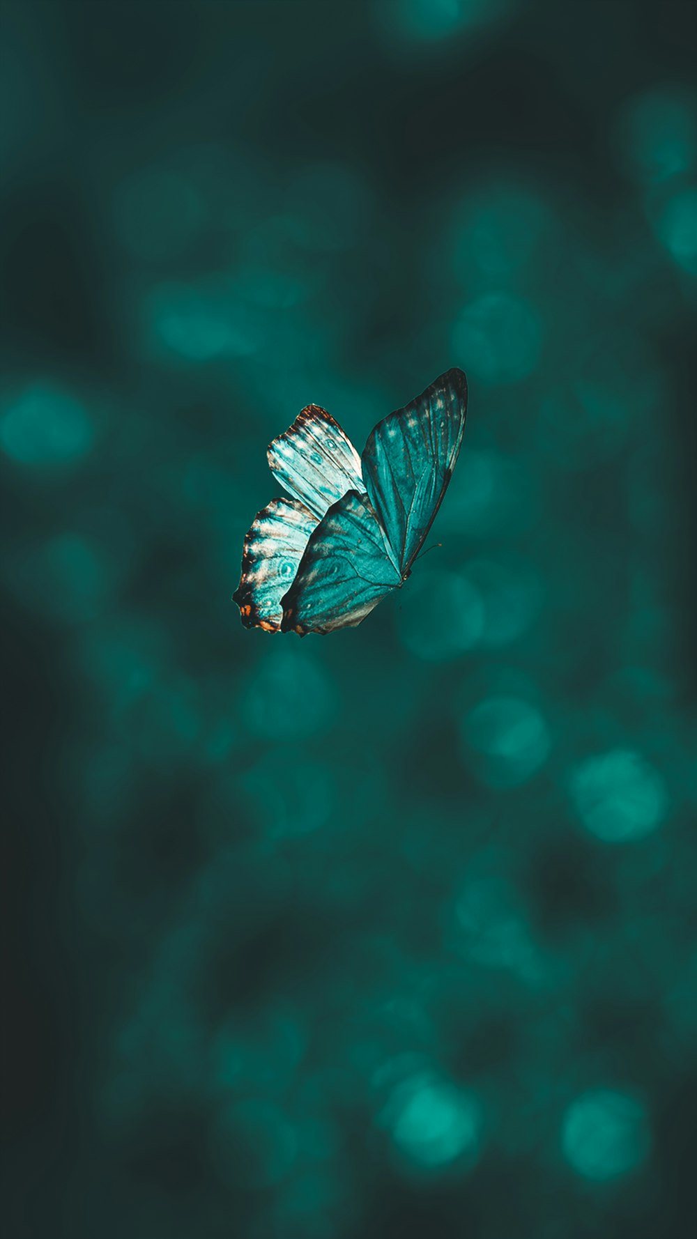 クローズアップ写真の青と黒の蝶