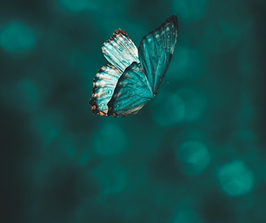 blue and black butterfly in close up photography