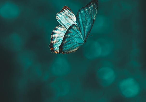 blue and black butterfly in close up photography