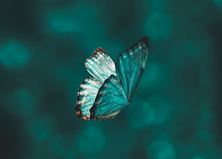 blue and black butterfly in close up photography