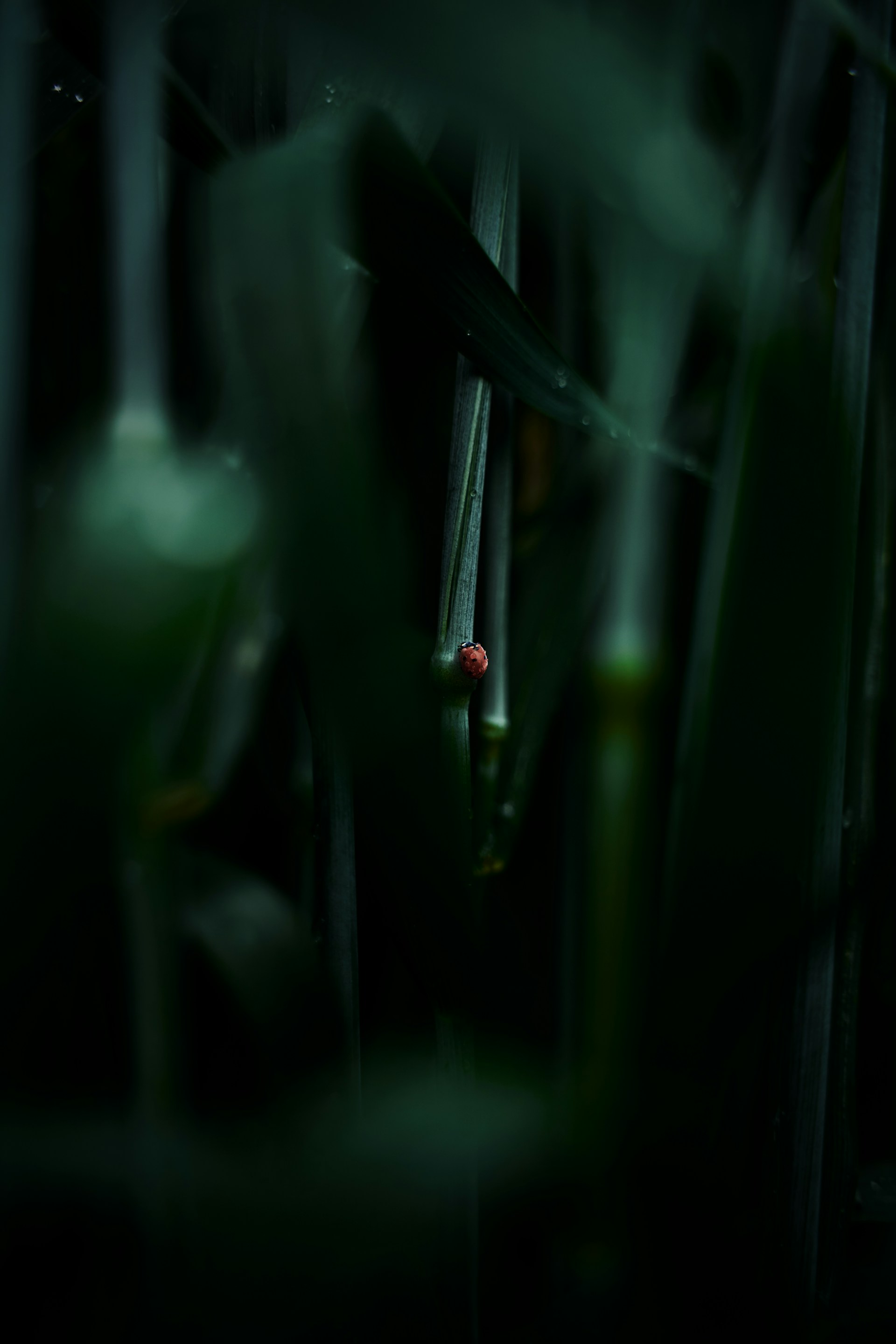 red and black ladybug on green plant