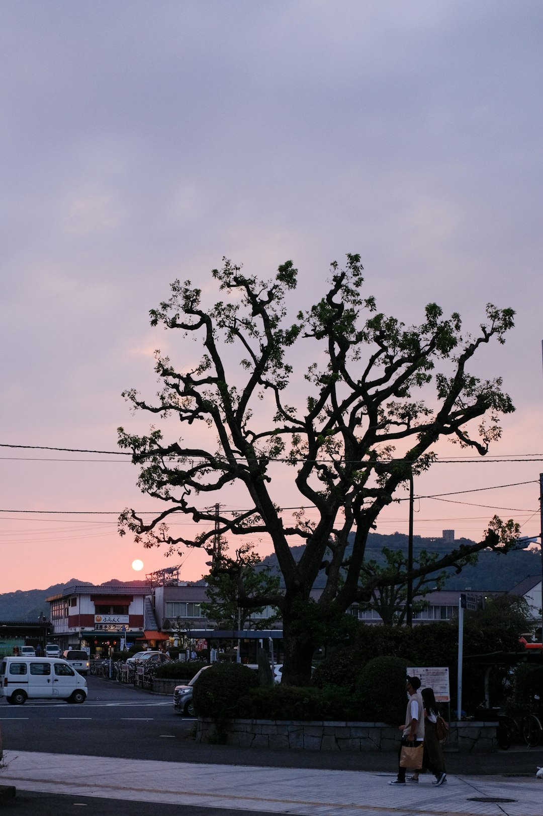 green tree near white building during daytime