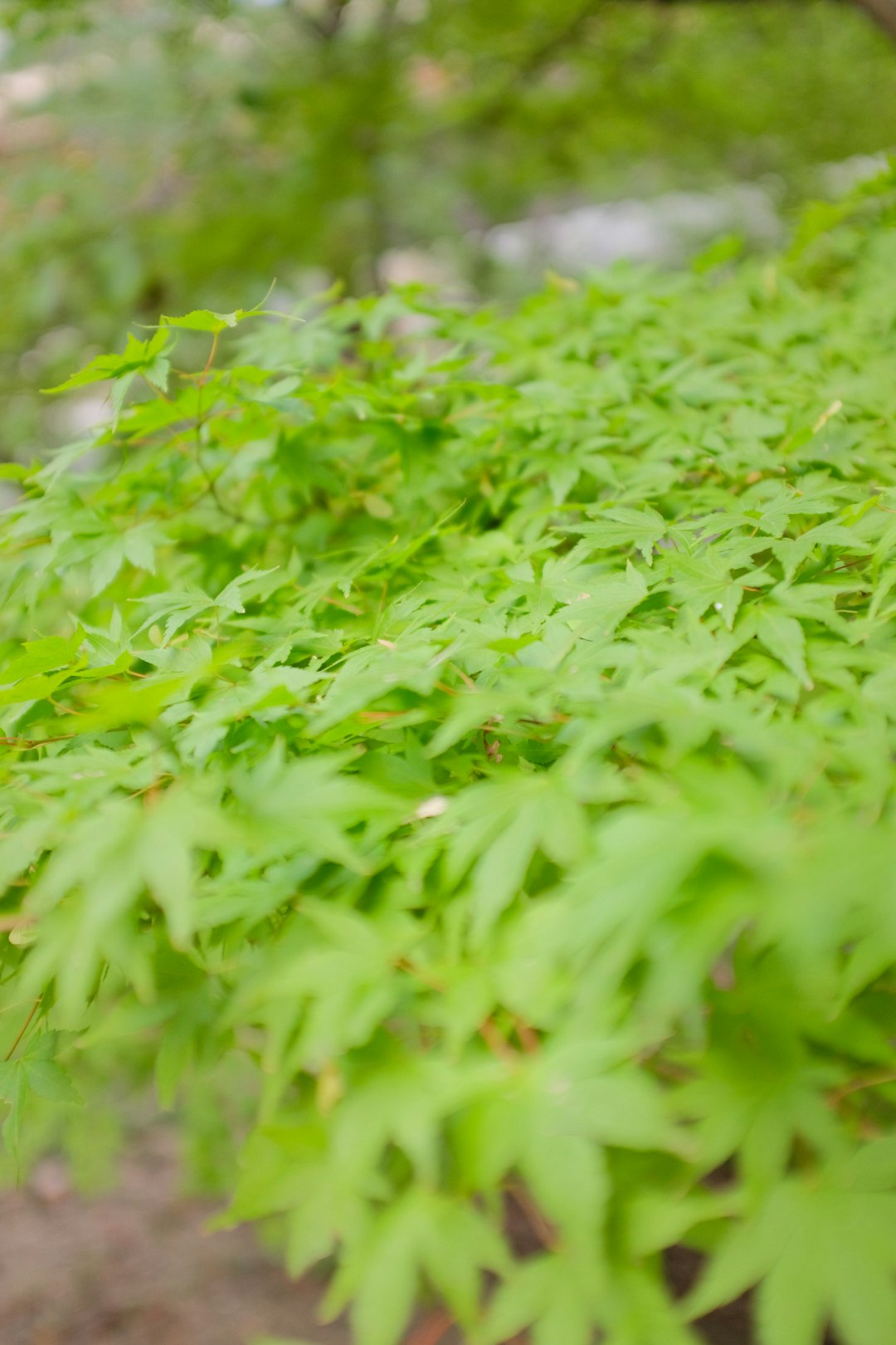 green leaves in tilt shift lens